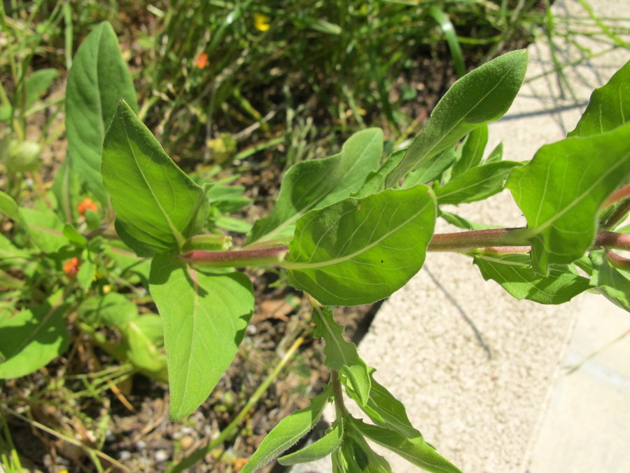 Oenothera parviflora L. - Onagraceae - Enagra a fiore piccolo (6).JPG
