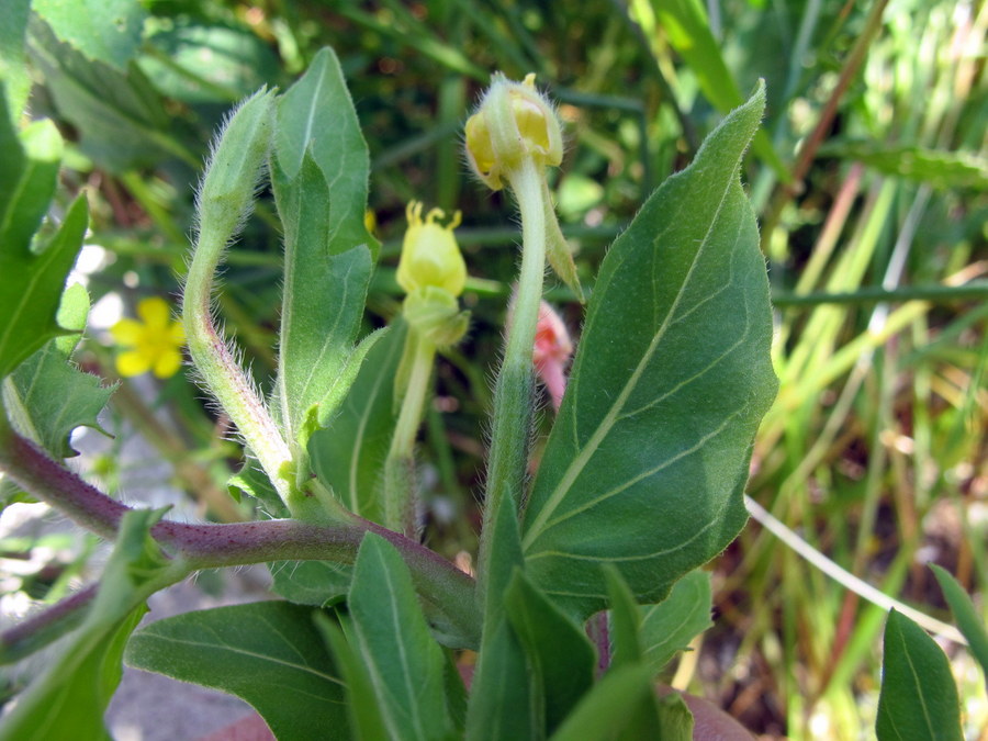 Oenothera parviflora L. - Onagraceae - Enagra a fiore piccolo (7).JPG
