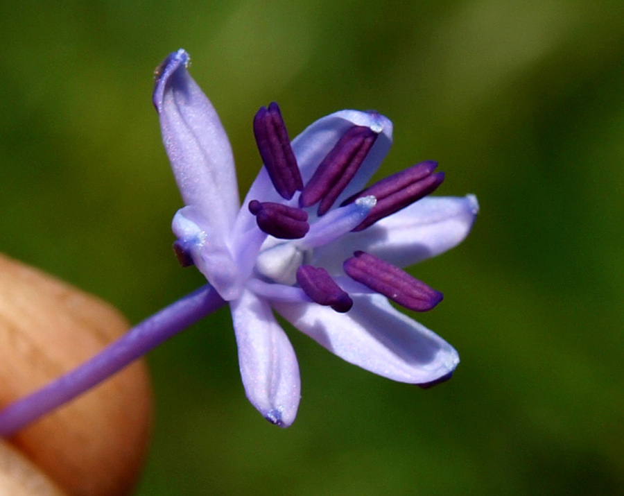Nectaroscilla-hyacinthoides 83 7.jpg