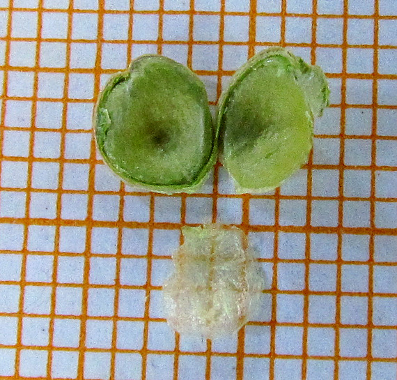 Le due valve del frutto e relativa membrana