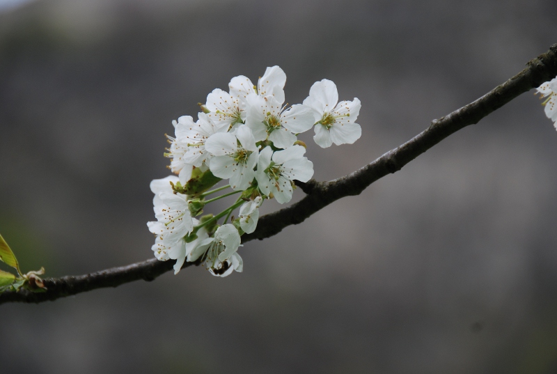 Rosaceae - Prunus avium1.JPG