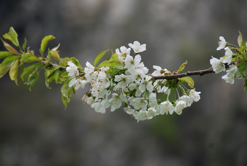 Rosaceae - Prunus avium2.JPG