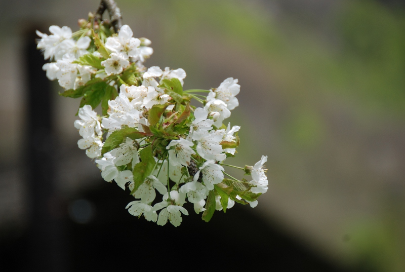 Rosaceae - Prunus avium3.JPG