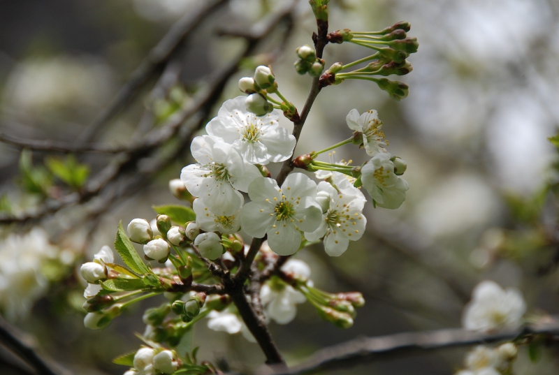 Rosaceae - Prunus cerasus5.JPG