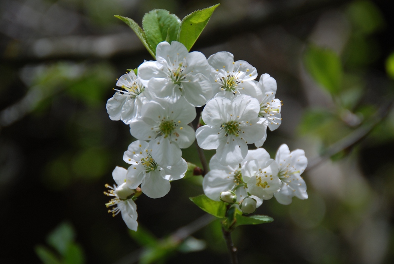 Rosaceae - Prunus cerasus6.JPG