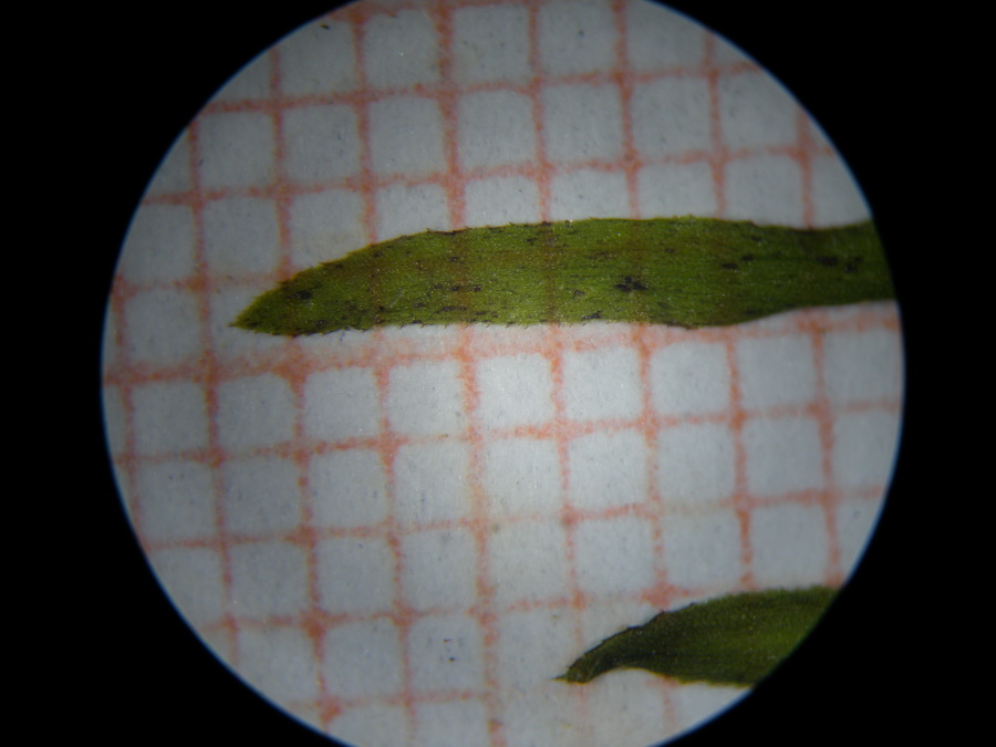 Elodea nuttallii (Planch.) H. St.John - foglie appuntite {F 3756}
