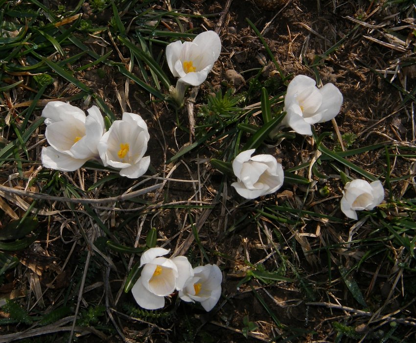 Crocus vernus subsp. albiflorus (3).jpg