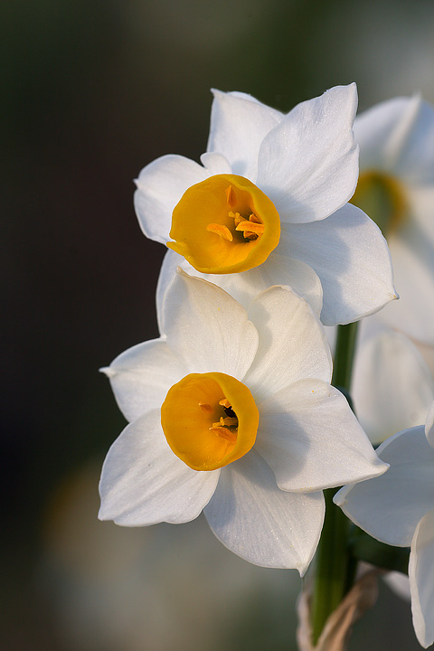 Narcissus tazetta.jpg