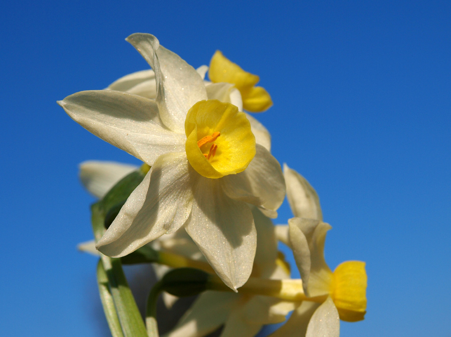 Narcissus tazetta L. subsp. italicus 3.jpg