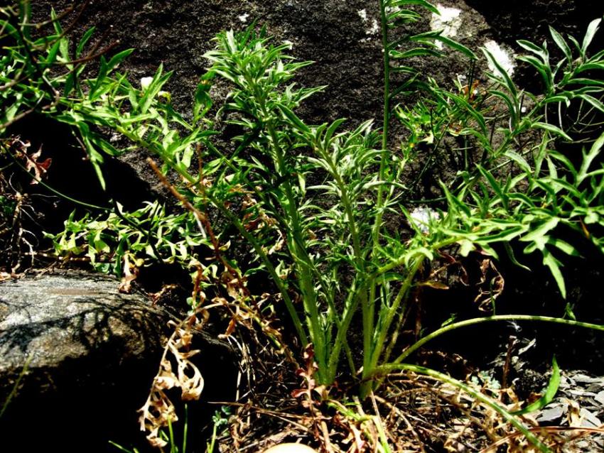 Centaurea deusta Ten. subsp. splendens (Arc.) Matthäs & Pignatti 6.jpg