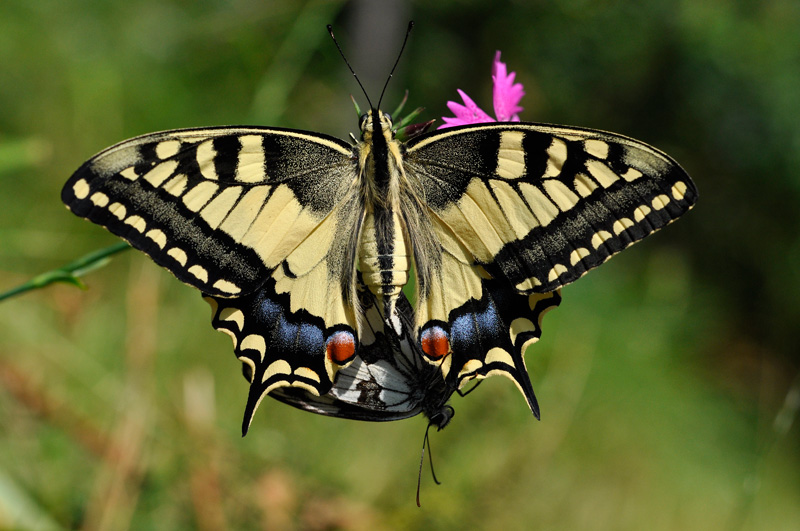Papilio_machaon_stalking7.jpg