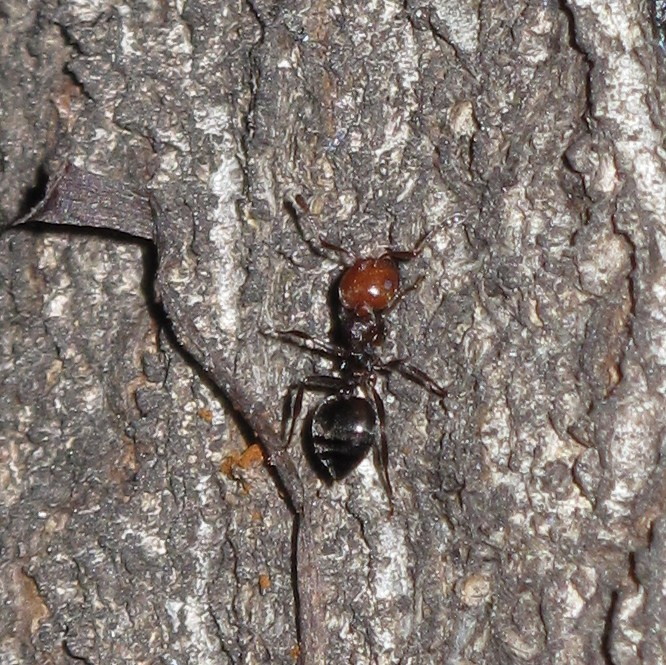 Hymenoptera-Formicidae: Crematogaster scutellaris (Olivier, 1792) {A 1262}