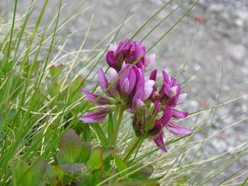 trifolium-alpinum-L..jpg
