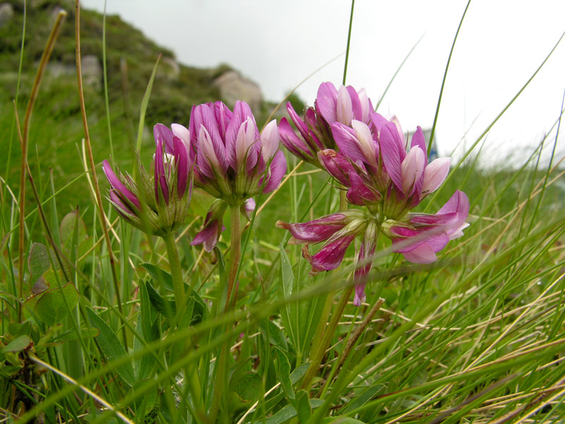 Trifolium-alpinum-1.jpg