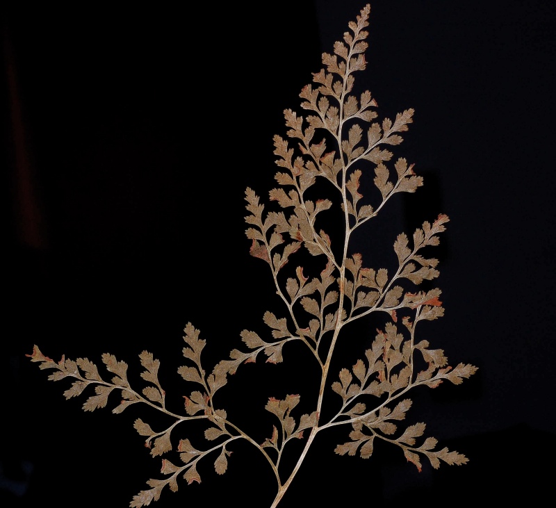 Asplenium cuneifolium Viv. essiiccata.jpg