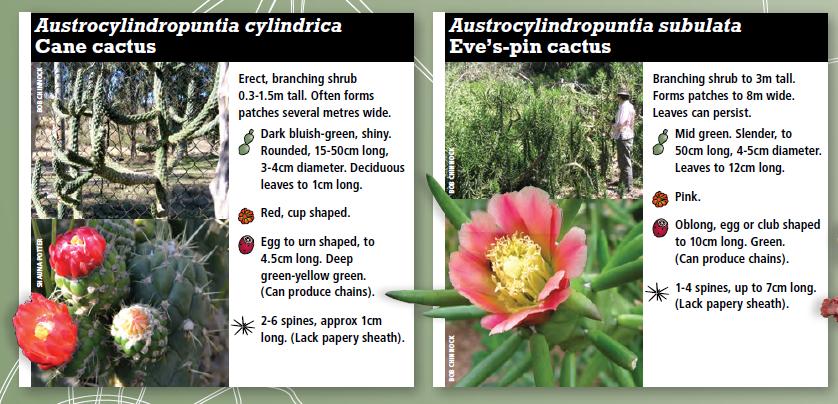 Austrocylindropuntia cylindrica vs. Austrocylindropuntia subulata (fonte: Biosecurity SA - Government of South Australia)