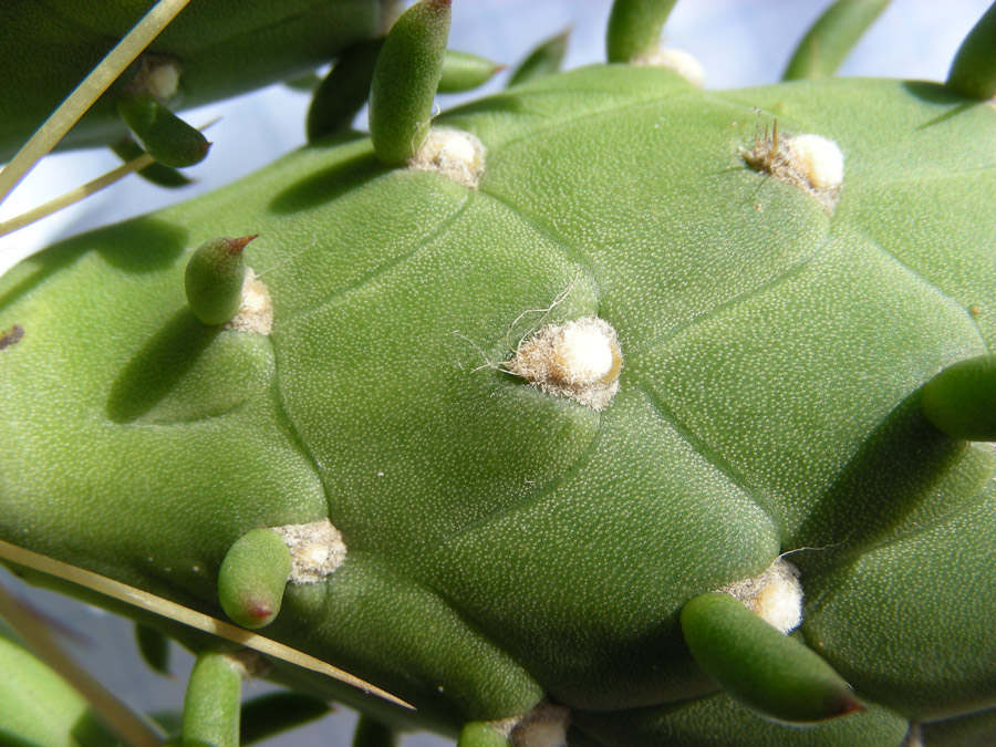 Opuntia-subulata-5.jpg