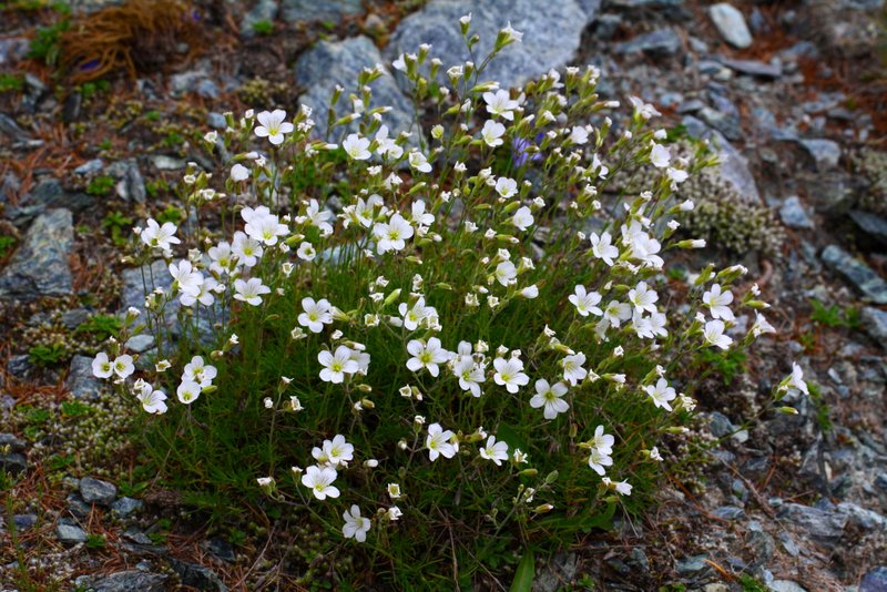 Minuartia laricifolia (L.) Schinz &amp; Thell. subsp. ophiolitica Pignatti {F 333}