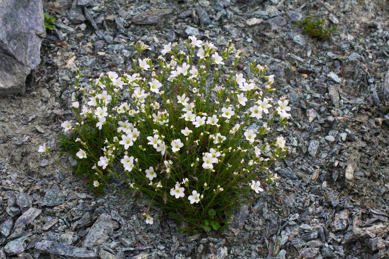 Minuartia laricifolia (L.) Schinz &amp; Thell. subsp. ophiolitica Pignatti