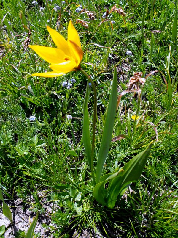 125 - Tulipa australis.JPG