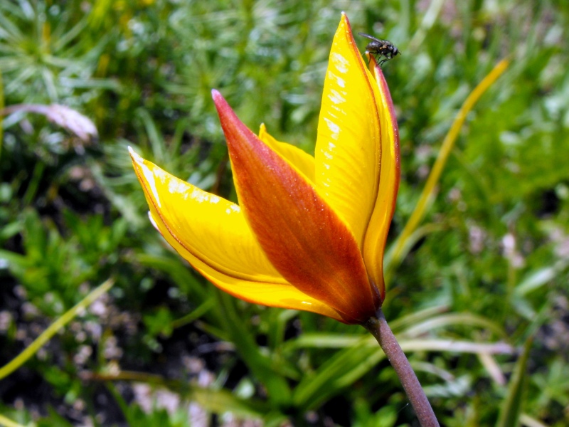 124 - Tulipa australis.JPG
