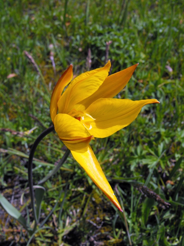 122 - Tulipa australis.JPG