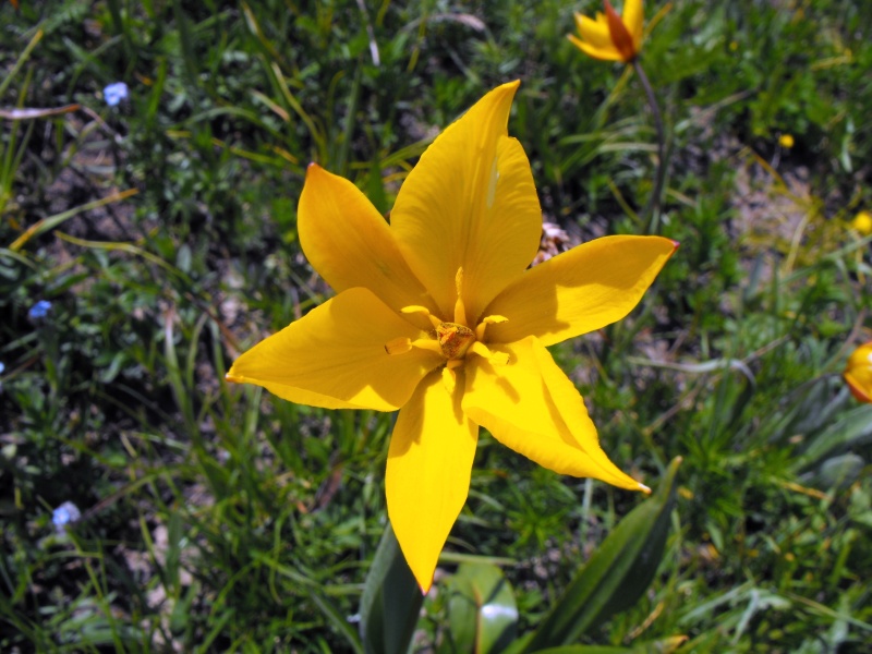123 - Tulipa australis.JPG