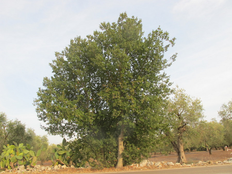 Quercus caroppoi Medagli (2).JPG