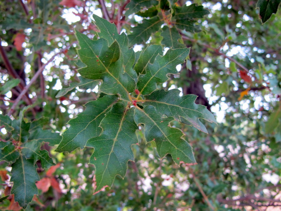 Quercus caroppoi Medagli (5).JPG
