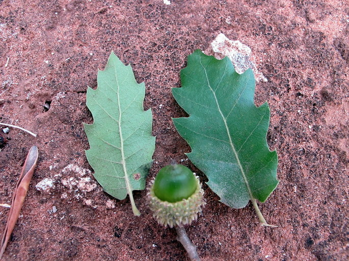 Quercus caroppoi Medagli (8).JPG