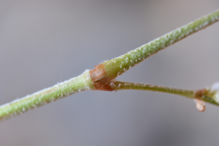 Persicaria-senegalensis-1l.jpg