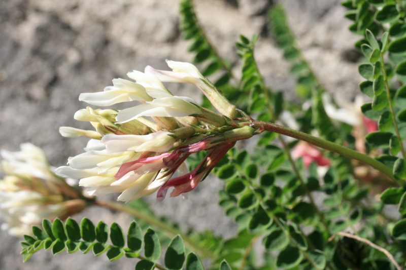 Astragalus_monspessulanus_wulfenii.jpg