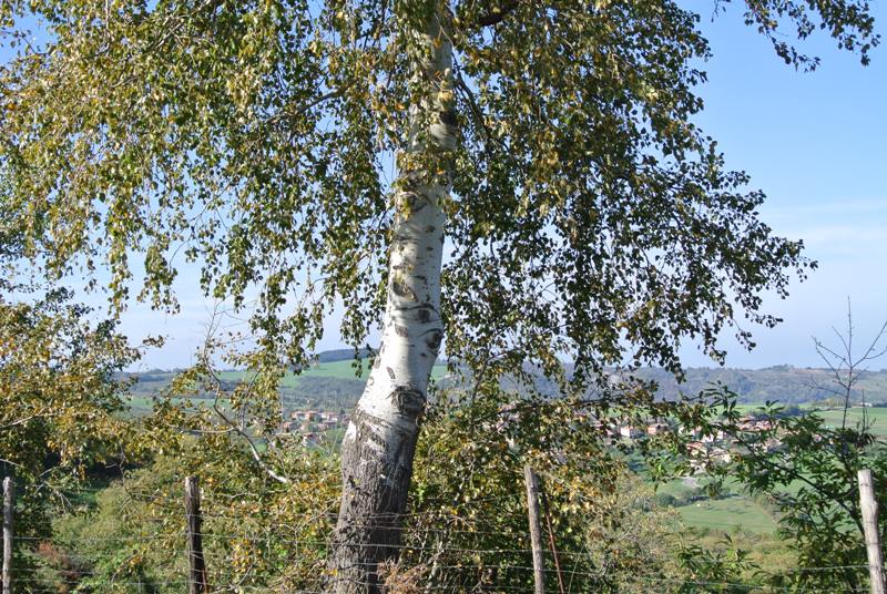 Populus alba L.-Pioppo bianco-01-11-13 185.JPG