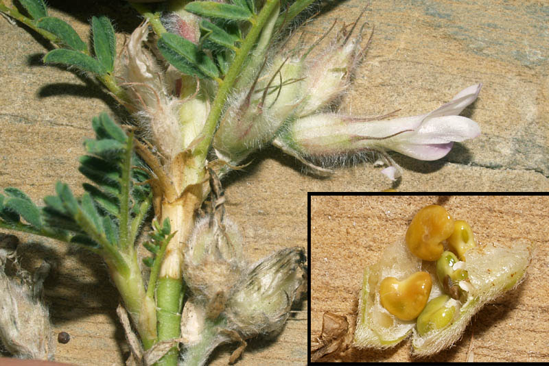 Astragalus sempervirens.jpg