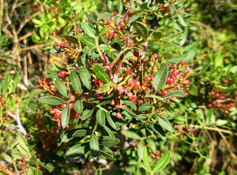Pistacia lentiscus L.-Lentisco-Fetovaia-05-09-13 (40).JPG