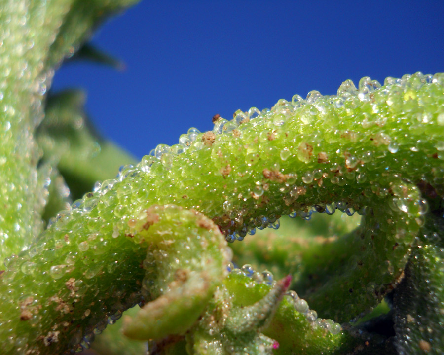 Mesembryanthemum-crystallin 5.jpg