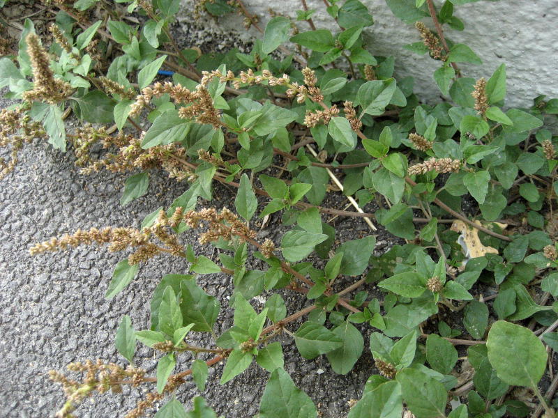 Amaranthus deflexus L. 1.jpg