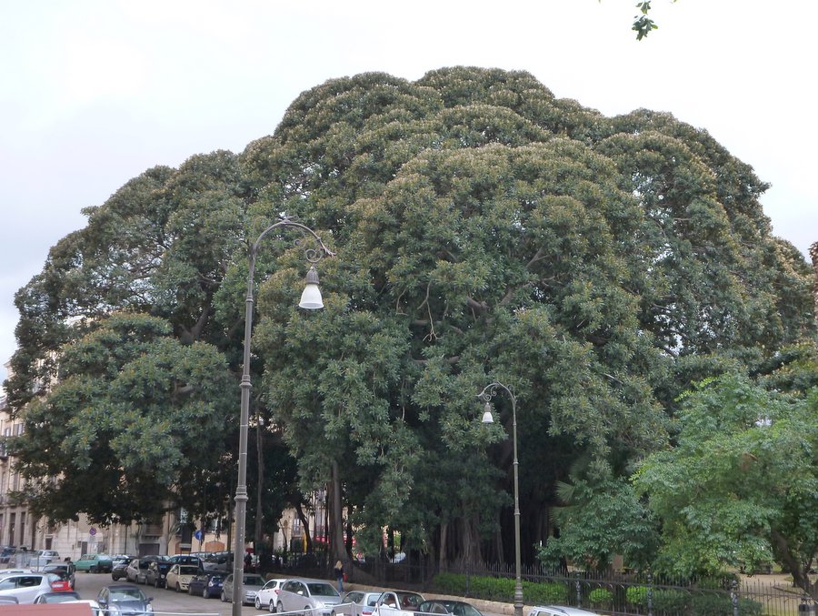 Ficus macrophylla subsp. columnaris - Piazza Marina - 07-03-2014 10-36-08.JPG
