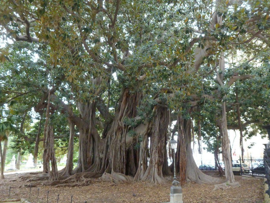 Ficus macrophylla subsp. columnaris - Piazza Marina - 07-03-2014 10-42-05.JPG