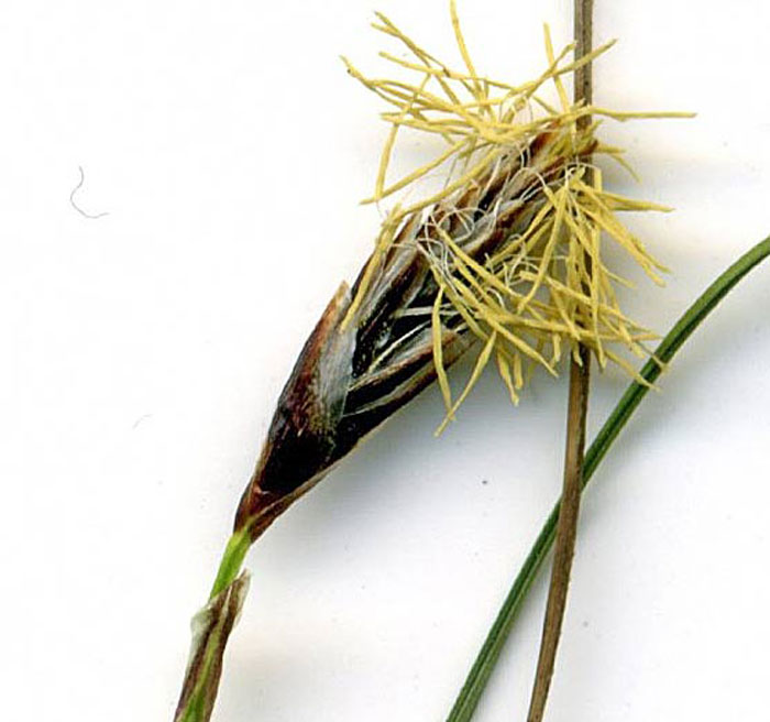 Carex_humilis1_Graziano_Propetto.jpg