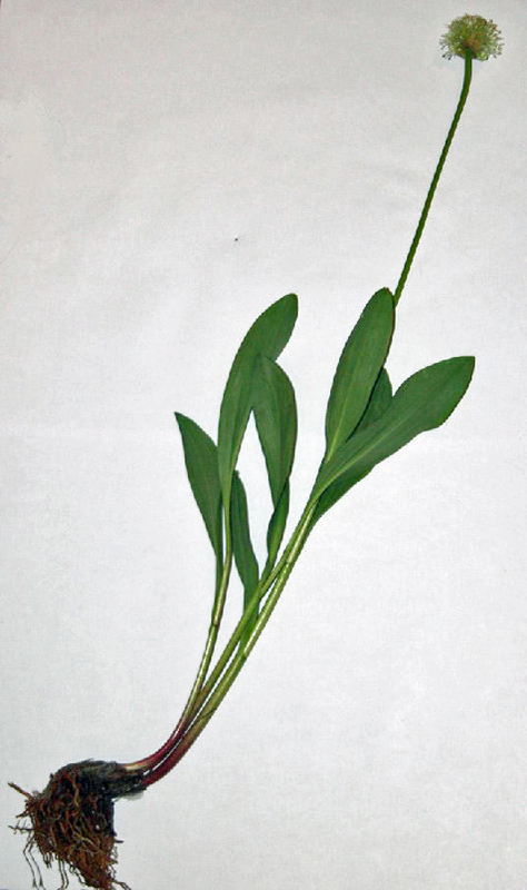 Allium victorialis 4.jpg