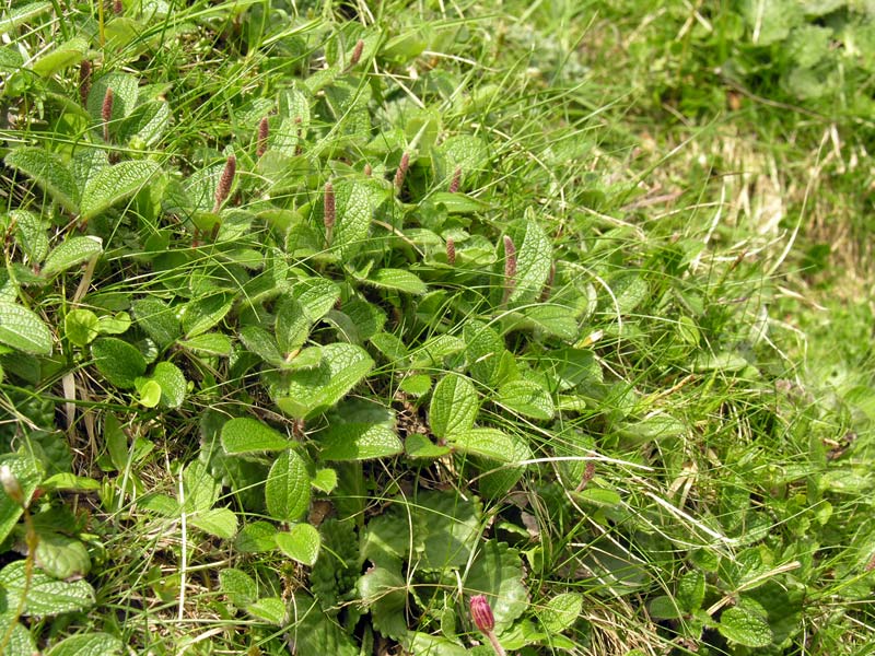 Salix-reticulata 5.jpg