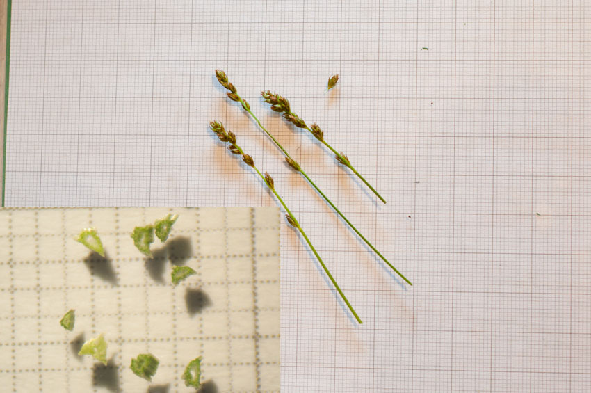 Carex-divulsa_20140420_105904.jpg