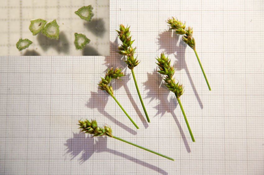 Carex-spicata_20140420_085948.jpg