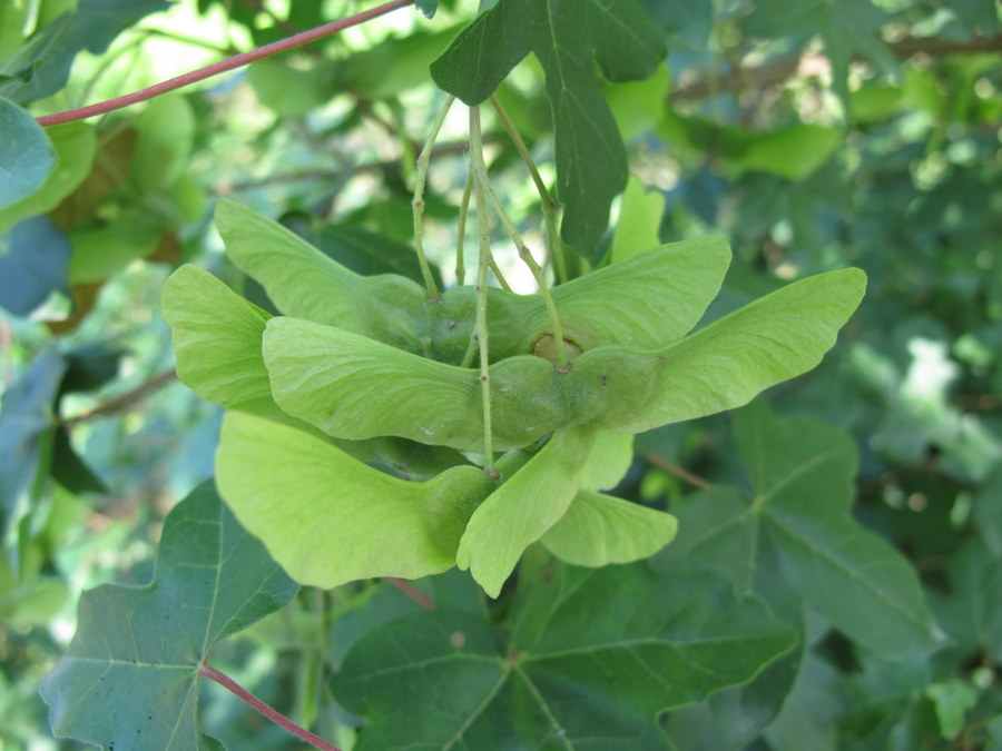 Acer campestre L. - Sapindaceae - Acero campestre (7).JPG