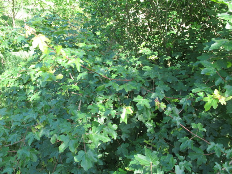 Acer campestre L. - Sapindaceae - Acero campestre (8).JPG