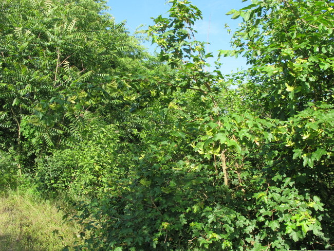 Acer campestre L. - Sapindaceae - Acero campestre (1).JPG
