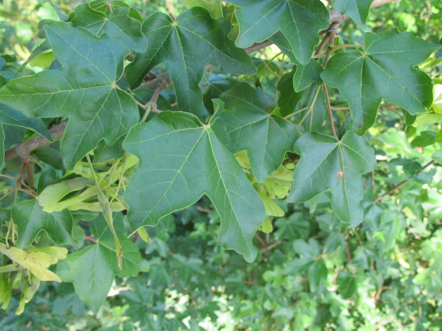 Acer campestre L. - Sapindaceae - Acero campestre (6).JPG