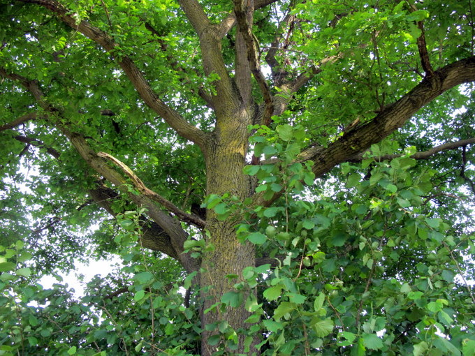 Quercus robur L. - Fagaceae - Farnia (1).JPG