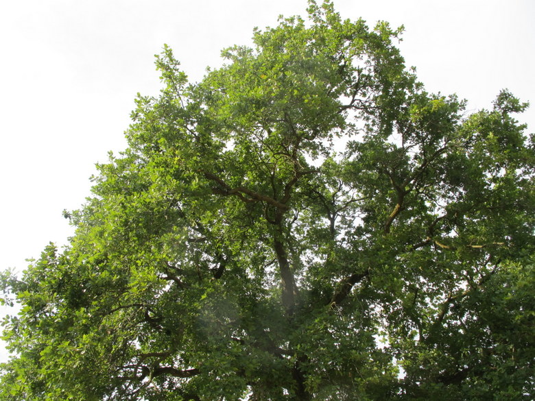Quercus robur L. - Fagaceae - Farnia (2).JPG